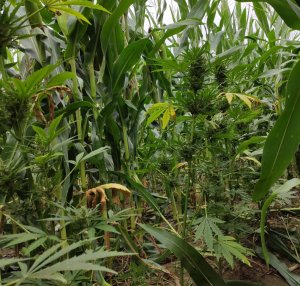 znalezione krzaki konopi ukryte w polu z kukurydzą