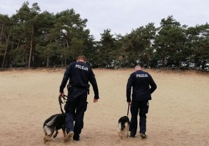 Dwaj umundurowani policjanci idą trzymając psy przy nodze wzdłuż brzegu po piasku