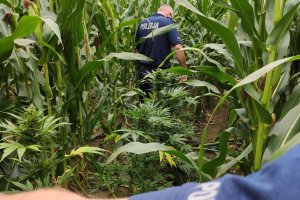 Policjant stoi przy znalezionych krzakach konopi i wycina je nożycami.
