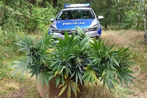 Radiowóz stoi przy polu kukurydzy, w którym ukryta była nielegalna plantacja i przy ściętych krzakach konopi indyjskich.