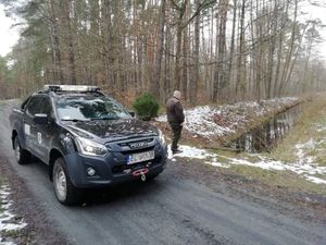 Strażnik łowiecki stoi w lesie i przygląda się otoczeniu.