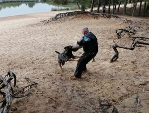 pies atakuje pozorującego mężczyzną, który na ramieniu ma założony ochronny rękaw