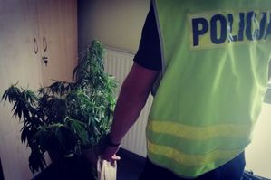 policjant stoi przy zabezpieczonych sadzonkach konopi