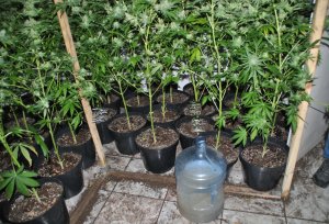 Nielegalna plantacja krzaków, z których produkuje się marihuanę